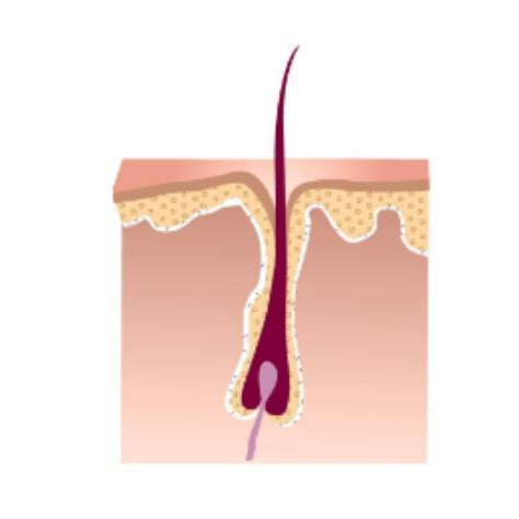 Schéma zobrazujúca smer rastu chĺpkov a správny smer holenia.