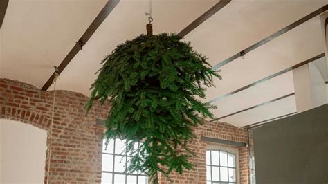 Schéma správneho uskladnenia rezaného stromčeka pred Vianocami (vo vedre s vodou na chladnom mieste)