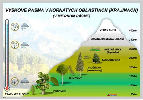 Infografika znázorňujúca vzťah medzi výškou stromčeka, hrúbkou kmeňa a odporúčaným priemerom základne stojana