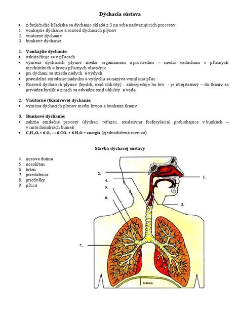infografika s tipmi pre rečníka: príprava, očný kontakt, dýchanie a práca s humorom