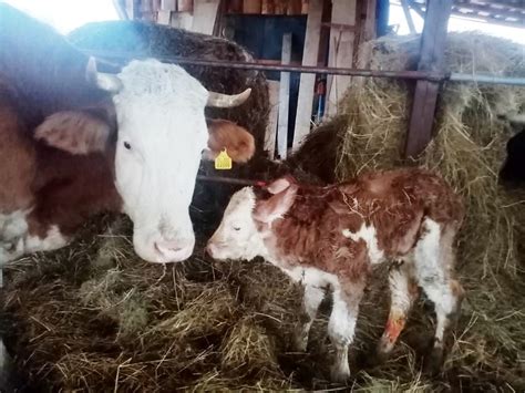 Záber na hlavných hrdinov - chlapca Billyho a teliatko Anabelu v idylickom zimnom prostredí farmy.