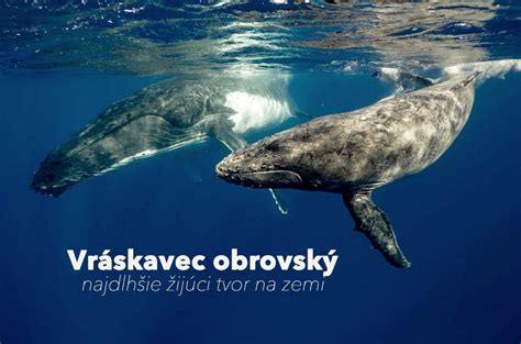 ukážka elegentných pozvánok v porovnaní s kreatívnymi a hravými verziami