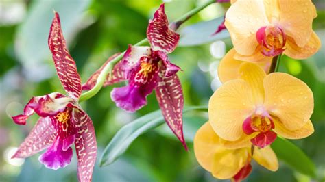 Fotografia kvitnúcej modrej orchidey
