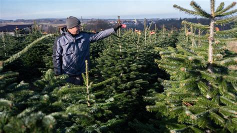 Tematická fotografia hustej jedle Nordmannovej na plantáži