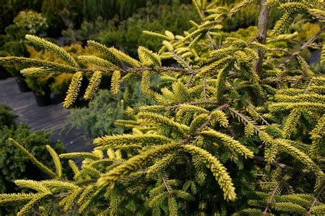 Fotografia mladej jedle Nordmannovej s pyramídovým tvarom