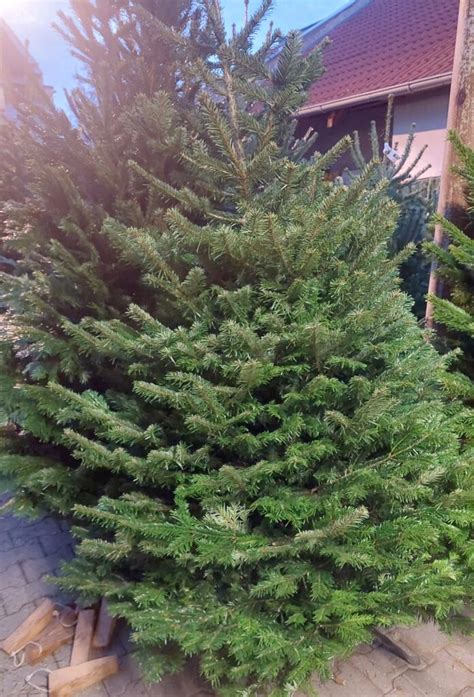 Fotografia jedle Nordmannovej v črepníku, vyzdobenej na Vianoce