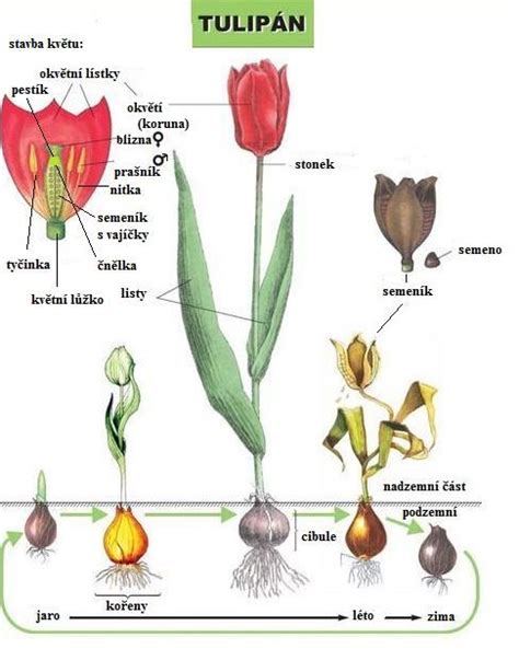 Nákres papierového kvetu s popisom častí ako sú lupienky, stonka, lístky a kvetináč