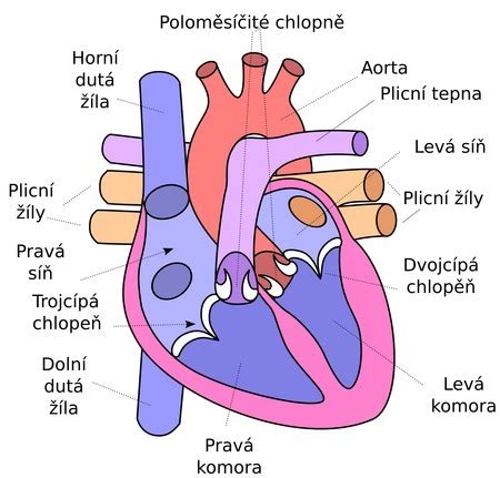 Schéma rotačného srdca s prekladmi a okienkom, znázorňujúca text 