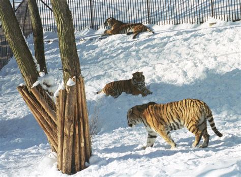 Tematické foto: Sibírske tigre Mikuláša Černáka