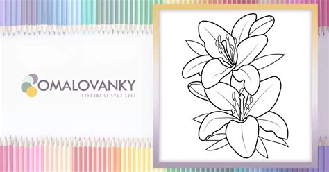 Ilustrácia ľalie alebo lotosu