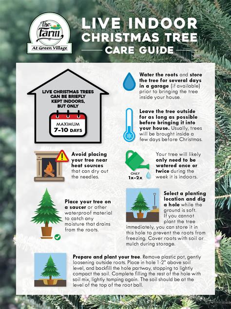 Illustration showing tips for Christmas tree care (watering, placement)