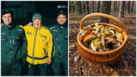 Fotografia košíka plného nazbieraných borovicových šišiek v lese
