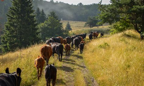 Rozmanitá krajina Oravy - lesy a lúky