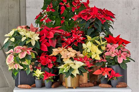 Vianočná ruža (Poinsettia) v rôznych farbách