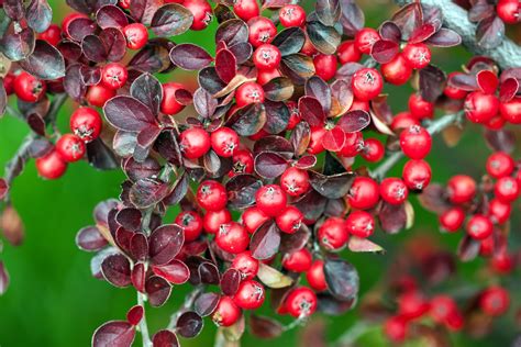 Ardisia s červenými bobuľami