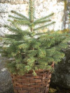Tematické foto: malý vianočný stromček v črepníku na balkóne, ozdobený svetlami a prírodnými dekoráciami