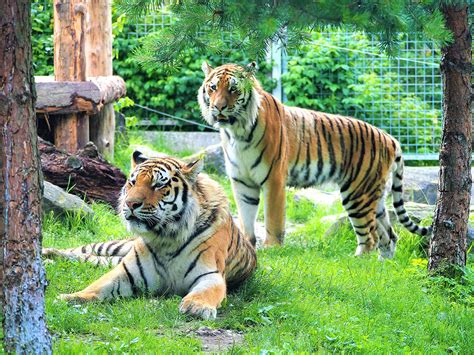 Fotografia ZOO Spišská Nová Ves s potôčikom
