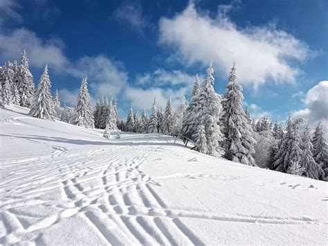 Zasnežená vianočná krajina s vianočným stromčekom a darčekmi pod ním
