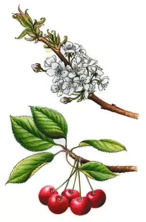 Ilustračné foto jahodovca s plodmi a kvetmi