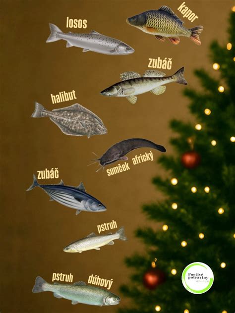 infografika s prehľadom najobľúbenejších vianočných rýb a ich hlavných vlastností (kapor, losos, pstruh, zubáč)