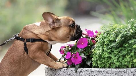 Schéma: Bezpečné a nebezpečné vianočné rastliny pre domáce zvieratá