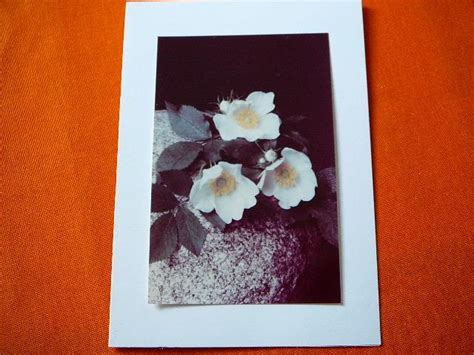 Tematické foto: kvetina symbolizujúca jemnosť a silu