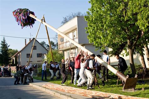 fotografia stavania mája alebo páru bozkávajúceho sa pod kvitnúcim stromom