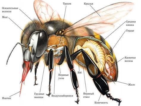 ilustračná schéma včelieho úľa alebo včely pri produkcii vosku