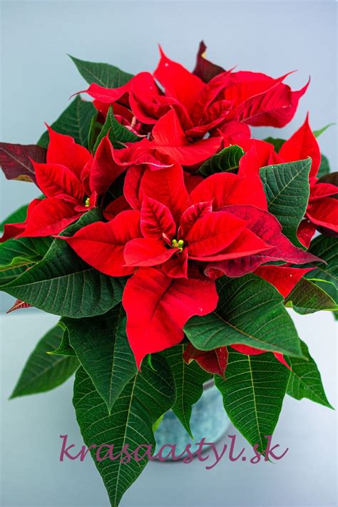 Vianočná ruža (Poinsettia) s typickými farebnými listeňmi
