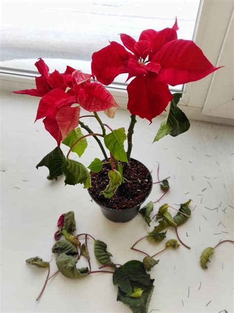 Kontrola vianočnej ruže pred nákupom: listy a substrát