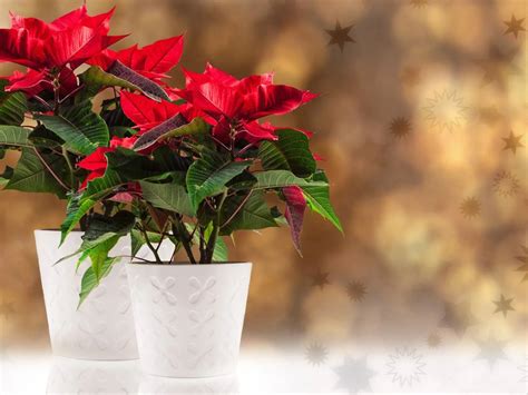 Spôsoby zalievania vianočnej ruže: ponorenie kvetináča