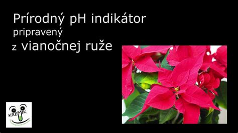 Ilustrácia správneho rezu vianočnej ruže a presádzania