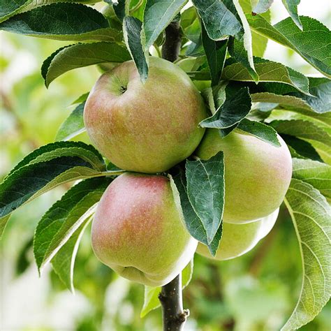 Tematická fotografia: mladý ovocný stromček s jemnými listami v záhradníctve