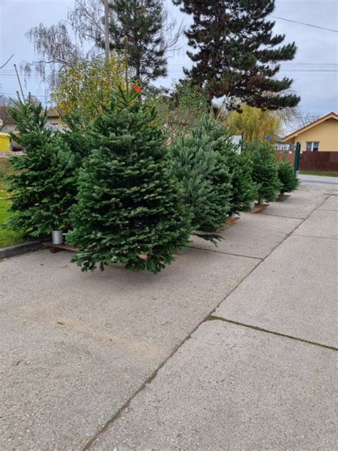 Infografika: Rozdiel medzi stromčekom pestovaným v kvetináči a presadeným