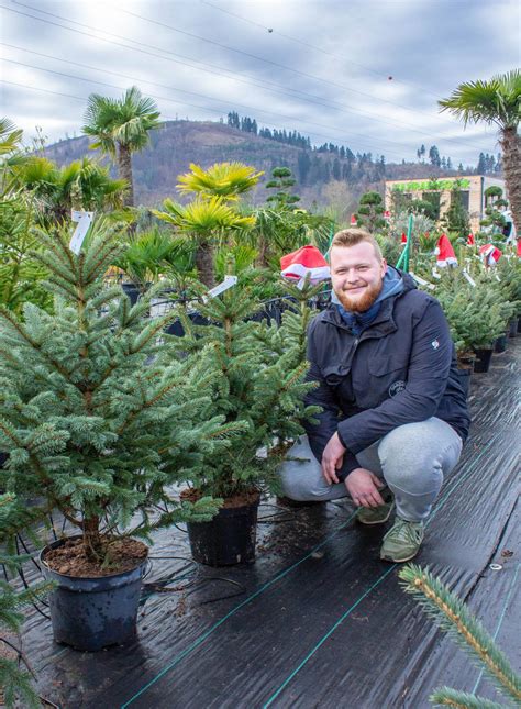Ilustrácia: Osoba presádza malý vianočný stromček z kvetináča do záhrady