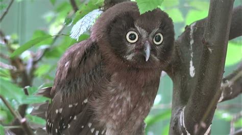 Fotografia solárnej záhradnej sovy v noci