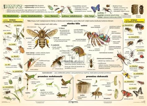 Infografika: rôzne typy ústnych ústrojov hmyzu (cicavý, hryzací, bodavo-cicavý)