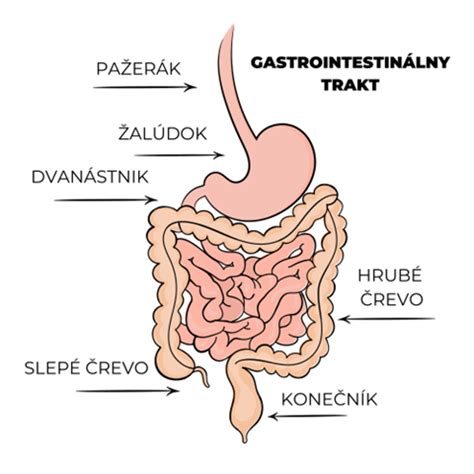 Schéma gastrovaskulárnej sústavy pŕhlivca