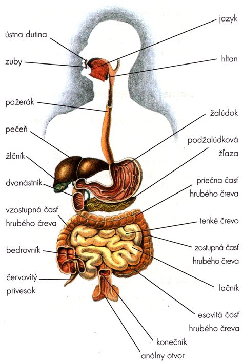 Schéma tráviacej sústavy prežúvavca s detailom žalúdka