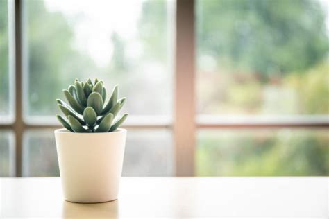 fotografia: malý kaktus alebo sukulent na pracovnom stole