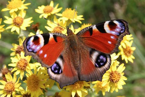 Motýľ s rozprestretými krídlami ako symbol mena Vanesa