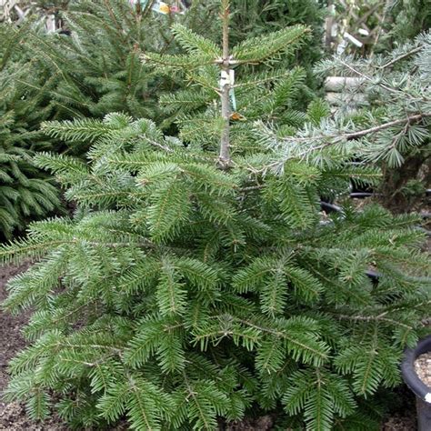 Štítok s názvom jedle nordmannovej (Abies nordmanniana) a informáciou o pestovaní v kvetináči.