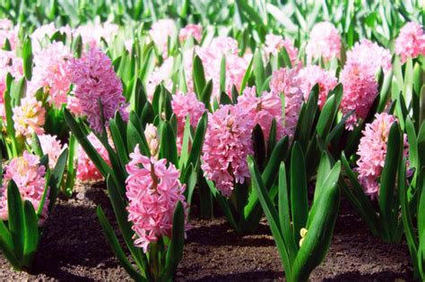 Fotografia blahoslavených Františka a Hyacinty Martovcov