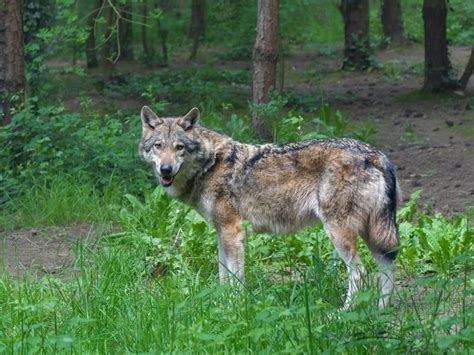 ilustrácia slávneho vlka alebo šľachtického erbu s vlkom