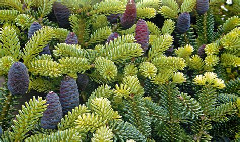 Fotografia krásne ozdobenej kaukazskej jedle