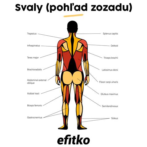 Ilustračné foto - schématické znázornenie svalov chrbta a chrbtice