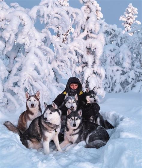 Husky záprah v zasneženej krajine s ľuďmi
