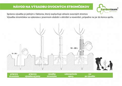 Schéma správnej výsadby ovocného stromu s vyznačeným miestom štepenia a oporným kolom