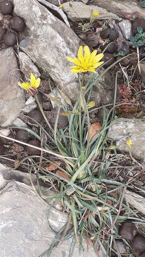 miniatúra alebo freska zobrazujúca pápeža Gelasia I.