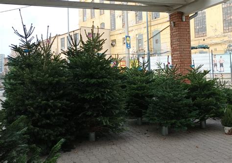 Schéma porovnania veľkostí vianočných stromčekov v interiéri od 90 cm po 220 cm